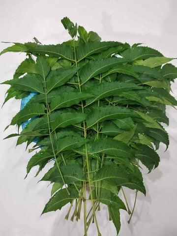 Saint Lucian Neem Leaves | Dried Herbal Cut